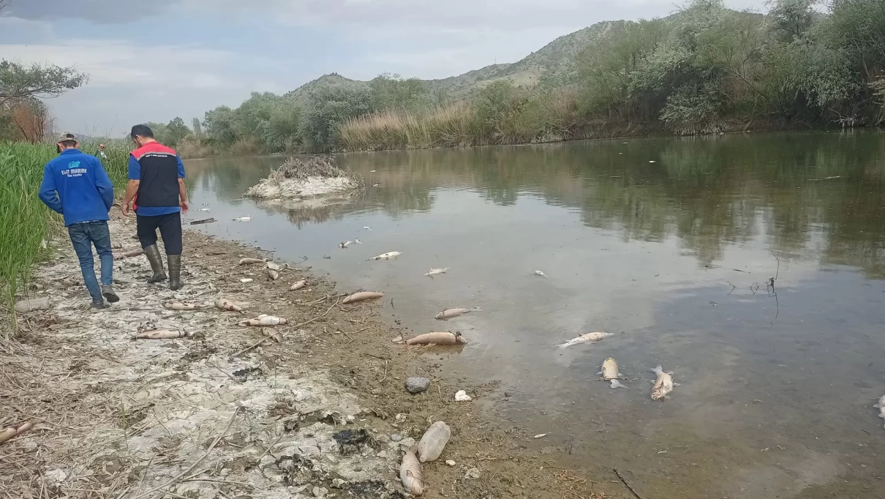 Kızılırmak Nehri'nde balık ölümleri! Elektrik şoklamasıyla avlanma iddiası ortaya atıldı