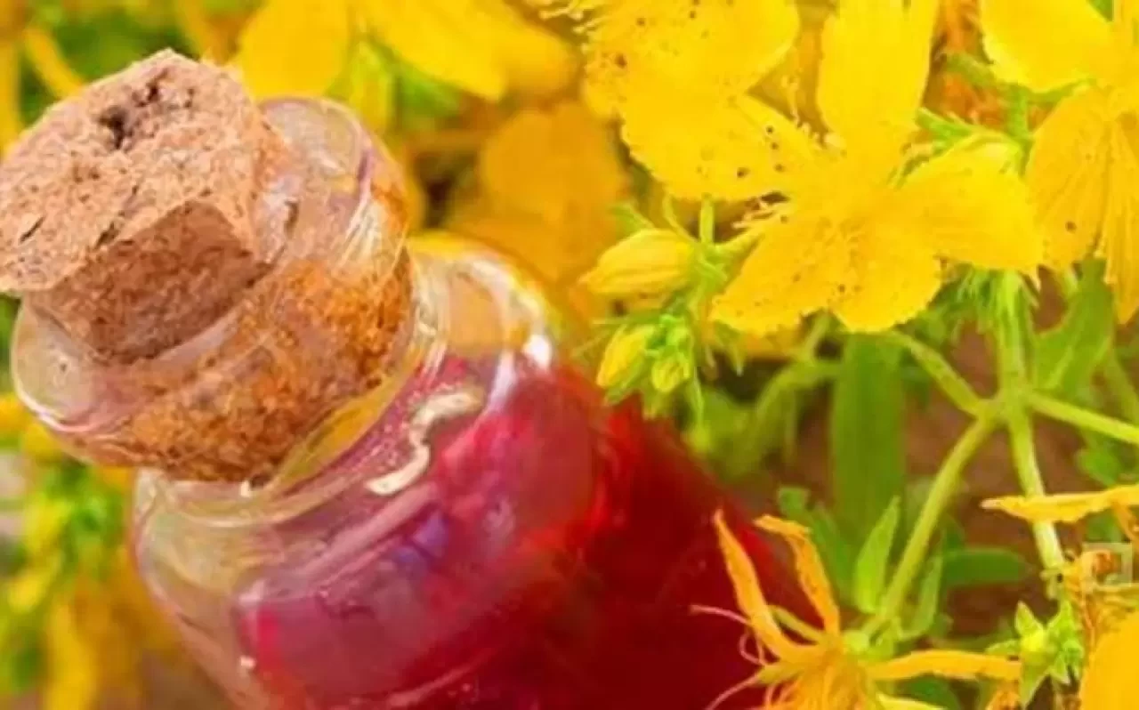 Kantaron Yağı Nedir, Faydaları Neler, Nasıl Kullanılır? İşte Mucizevi Yağın Şifa Kaynağı Özellikleri