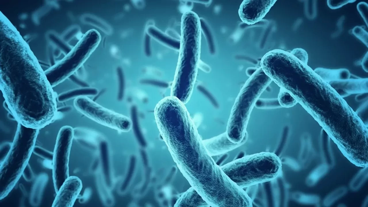 Ölümcül bakteri, tıbbi cihazlardaki plastiği hem yiyor hem güçleniyor