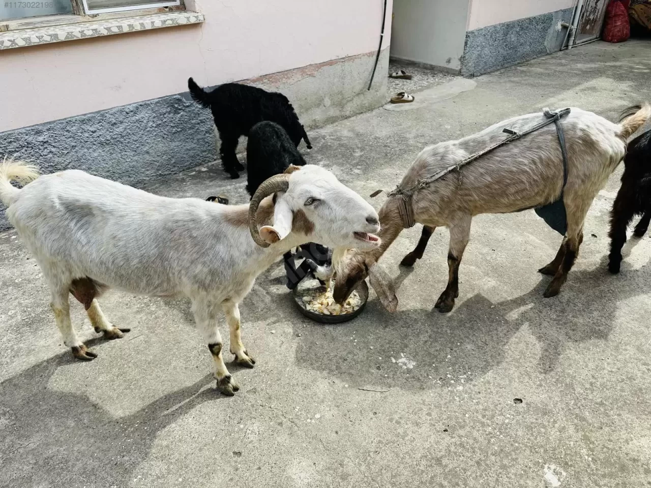 Oğlak Neyin Yavrusu? Oğlak Büyüyünce Ne Olur ve Hangi Hayvanın Yavrusudur?
