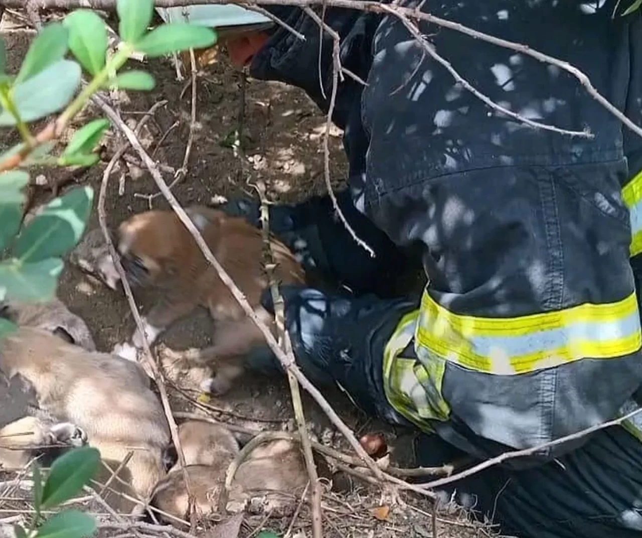 Hatay'da itfaiyenin 'yavru köpek' operasyonu kalpleri ısıttı