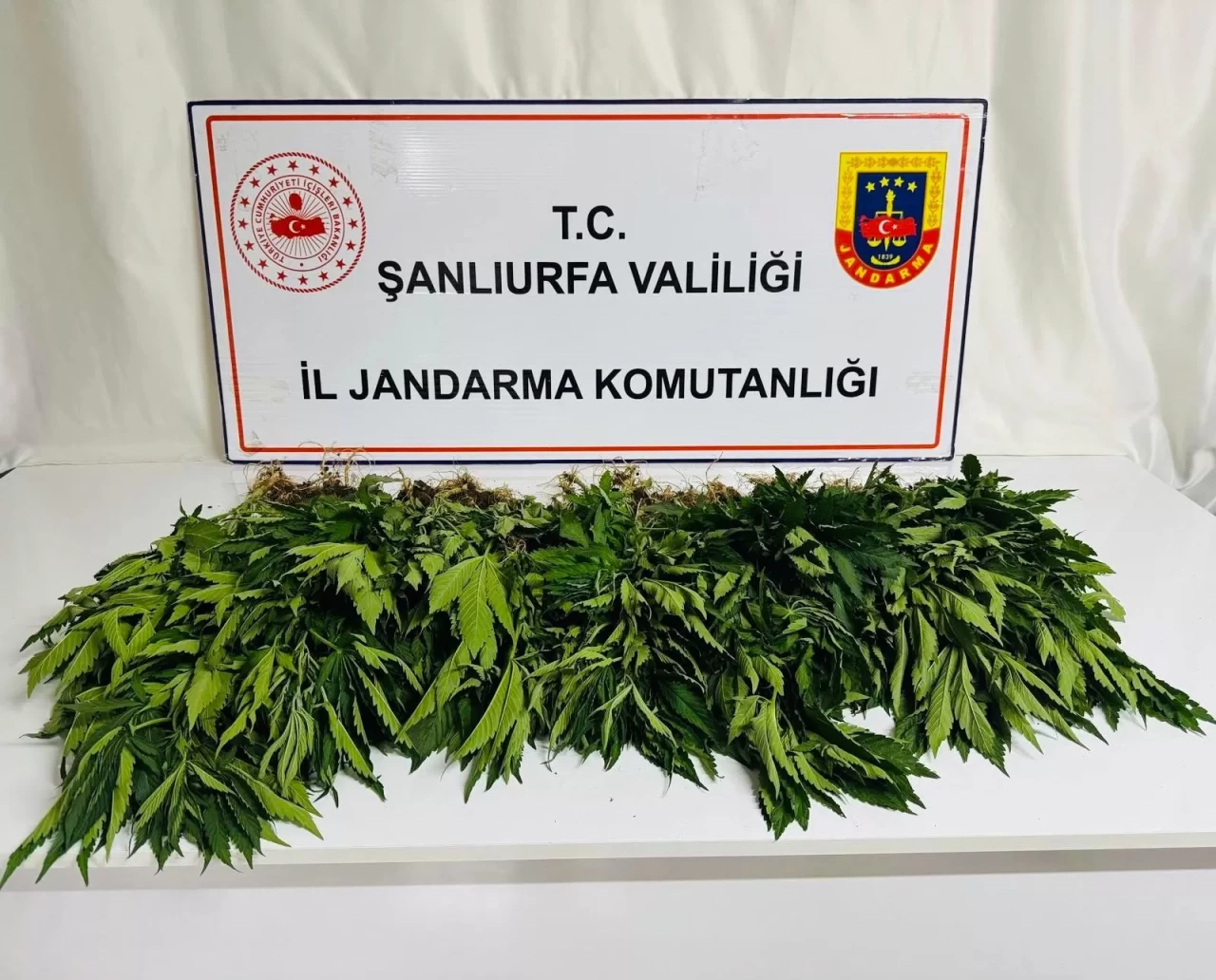 Şanlıurfa'da uyuşturucu operasyonu! 42 gözaltı