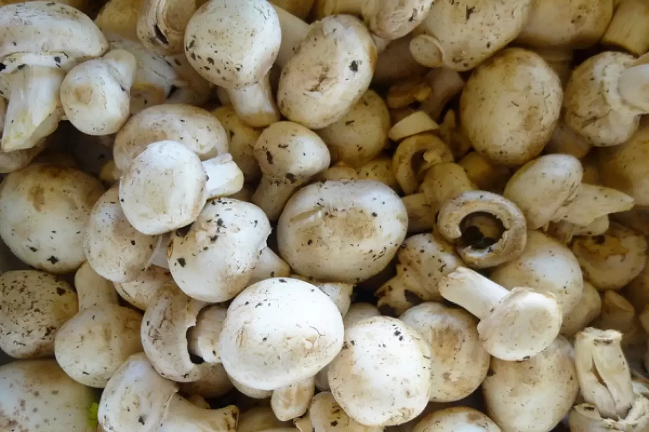Kültür Mantarı Nasıl Temizlenir? Sağlıklı ve Lezzetli Mantarlar İçin Pratik İpuçları
