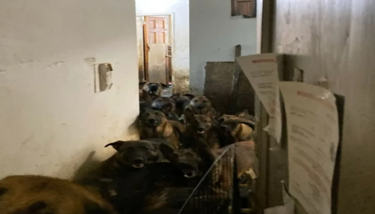 Tahliye edilen apartman dairesinde 48 köpek bulundu