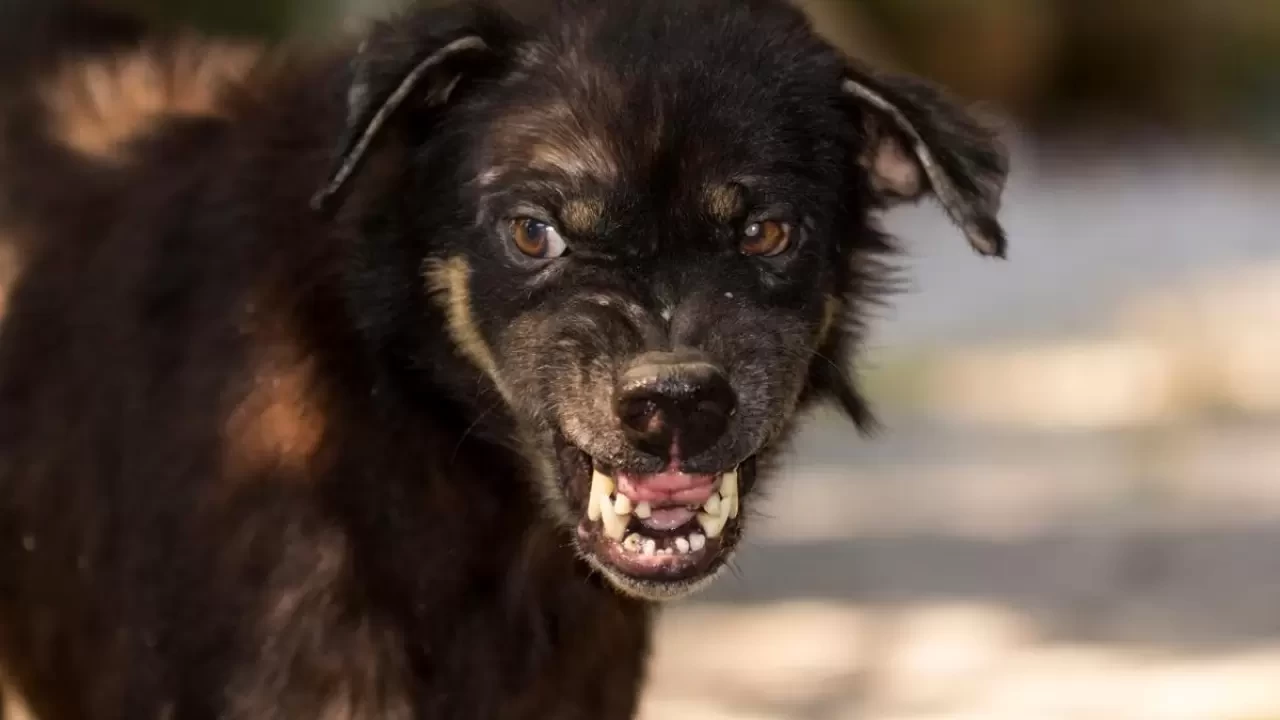 Sahipli köpek parçaladı! 6 yaşındaki çocuk dehşeti yaşadı