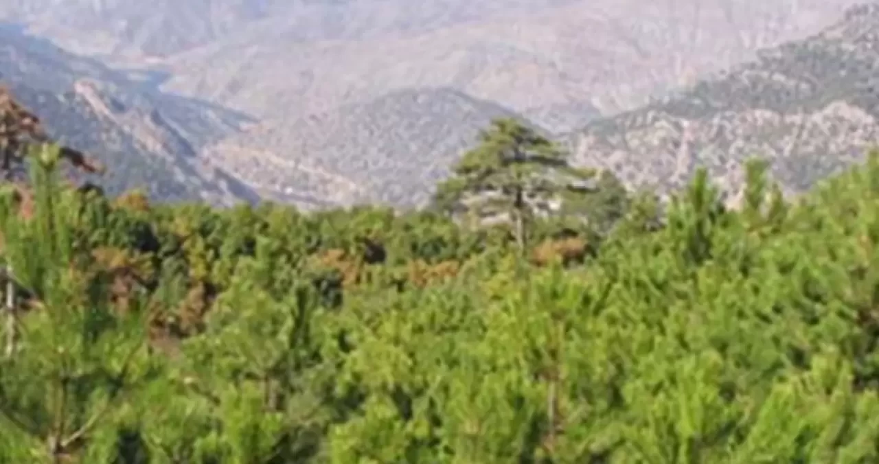 Yangın riski uyarısı: Eskişehir ve Afyonkarahisar'da ormanlık alanlara girişler yasaklanıyor