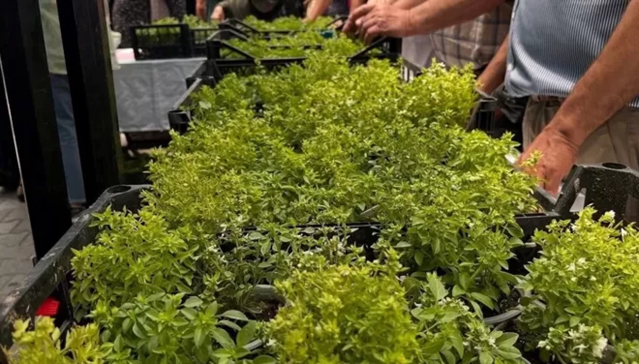 Doğal sivrisinek kovar! Fesleğenler yoğun ilgi gördü