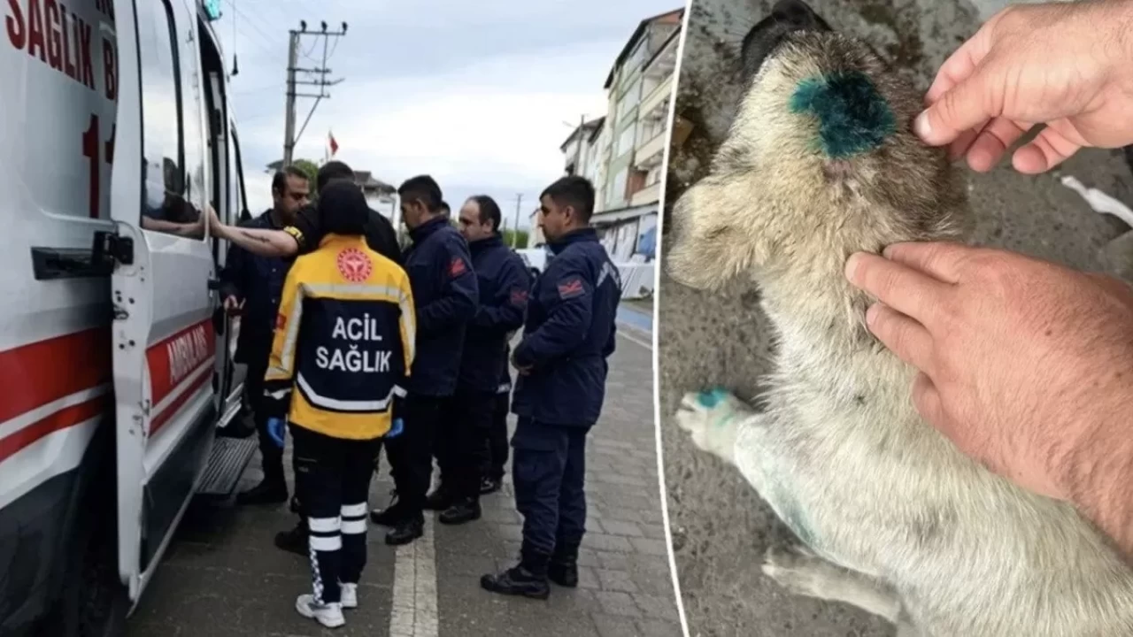 Zonguldak'ta şaşkına çeviren olay: Bu kez insan köpeği ısırdı