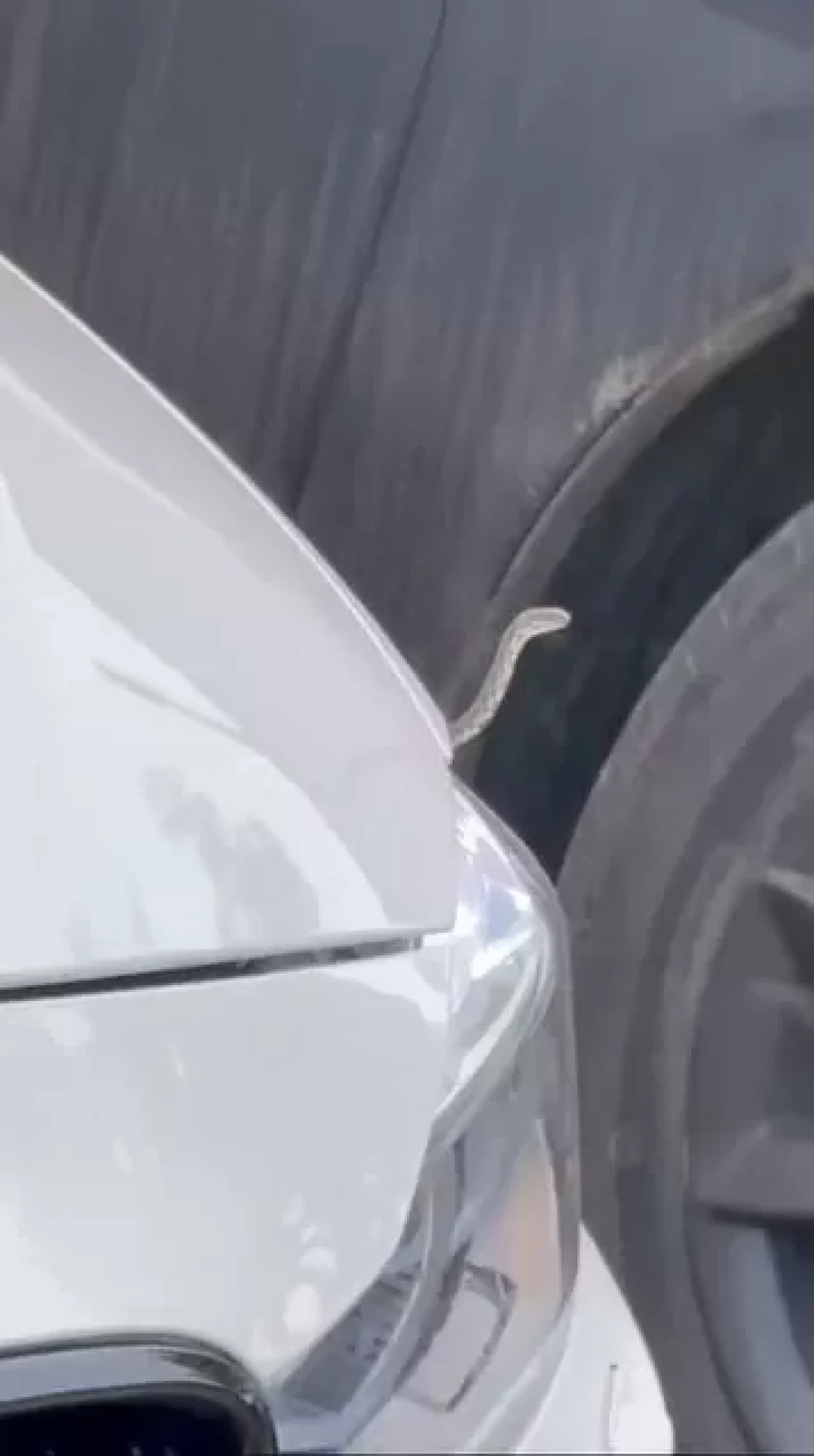 Bursa İnegöl’de yılan sayısındaki artış paniğe neden oldu!