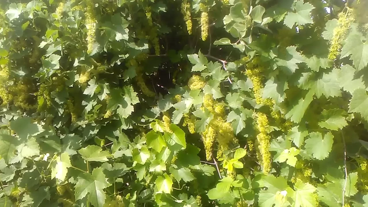 Üzüm Yaprağının Faydaları Nelerdir? Sağlığa Katkıları ve Kullanım Alanları