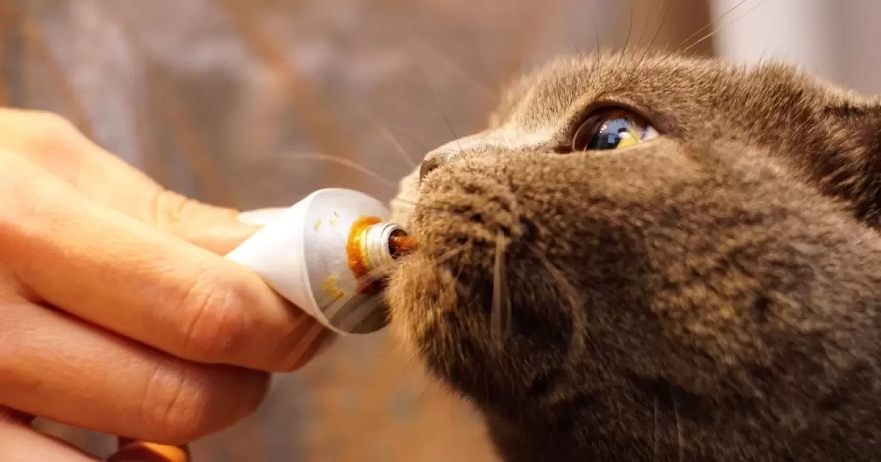 Kedi Maltı Alırken Nelere Dikkat Etmeliyiz? Kedinizin Sağlığı İçin Önemli İpuçları