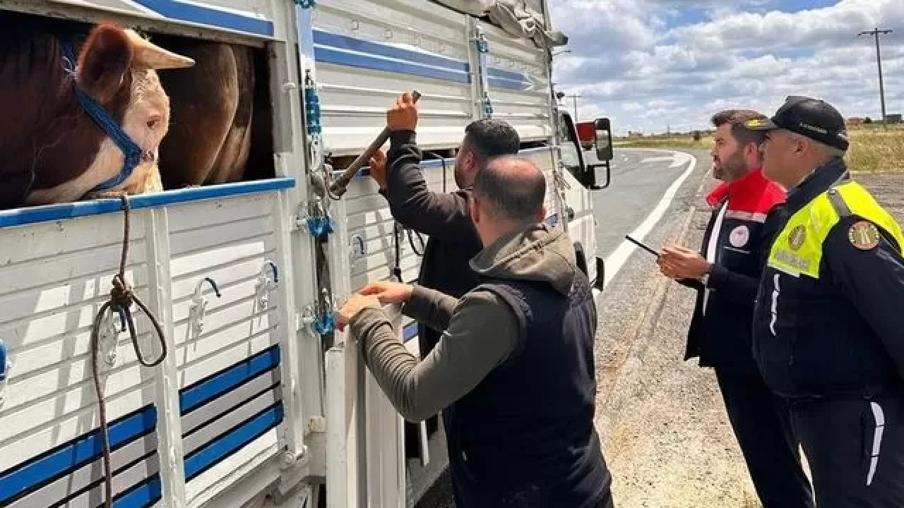 Trakya’da kaçak hayvan taşıyan kişiye ağır para cezası