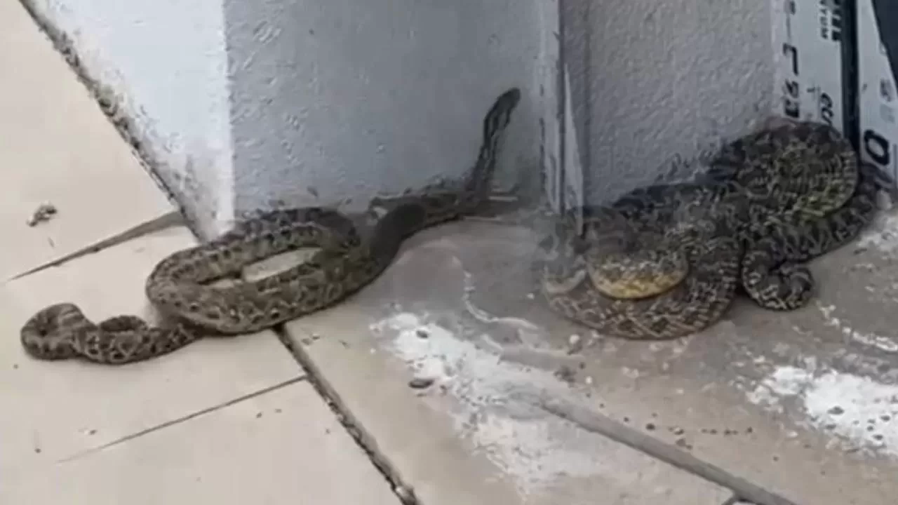 Okulda yılan paniği! Öğretmen tarafından yakalandı