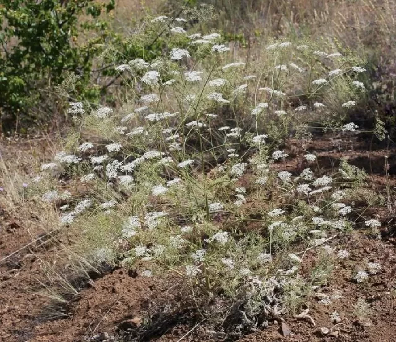 Konya Hadim'de keşfedilen yeni anason türü nesli tehlike altında