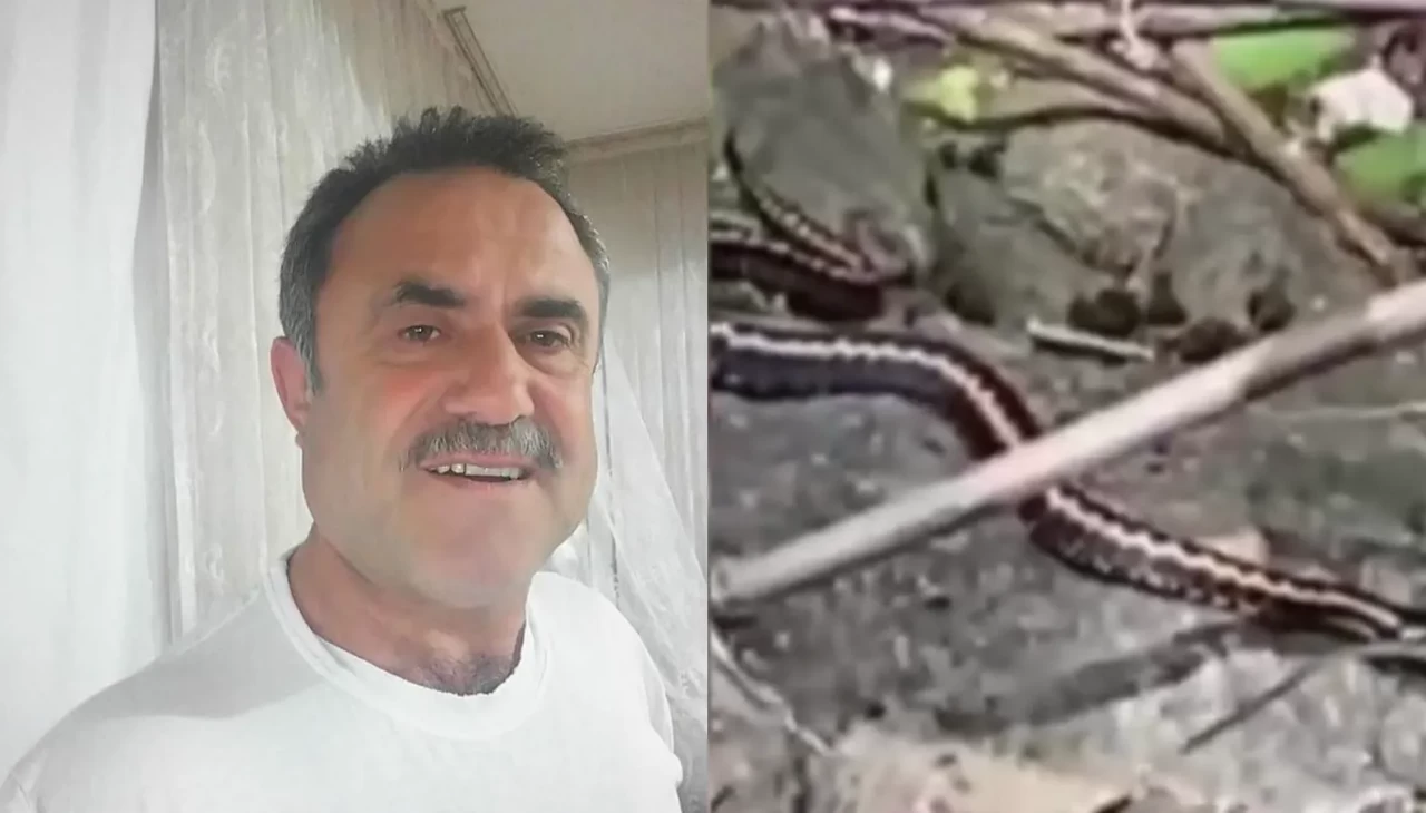 Artvin'de Kafkas engereği paniği: bir kişi yoğun bakımda