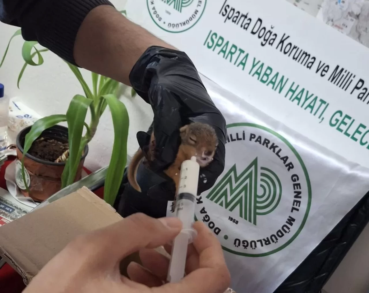 Minik sincaplar artık güvende!