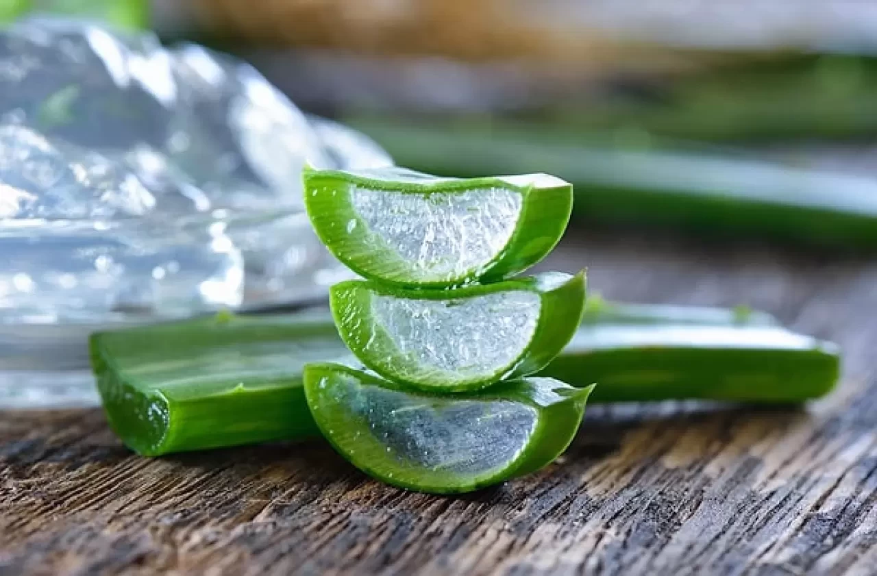 Aloe Vera Jeli Nasıl Kullanılır? Aloe Vera Jelinin Faydaları Nelerdir?
