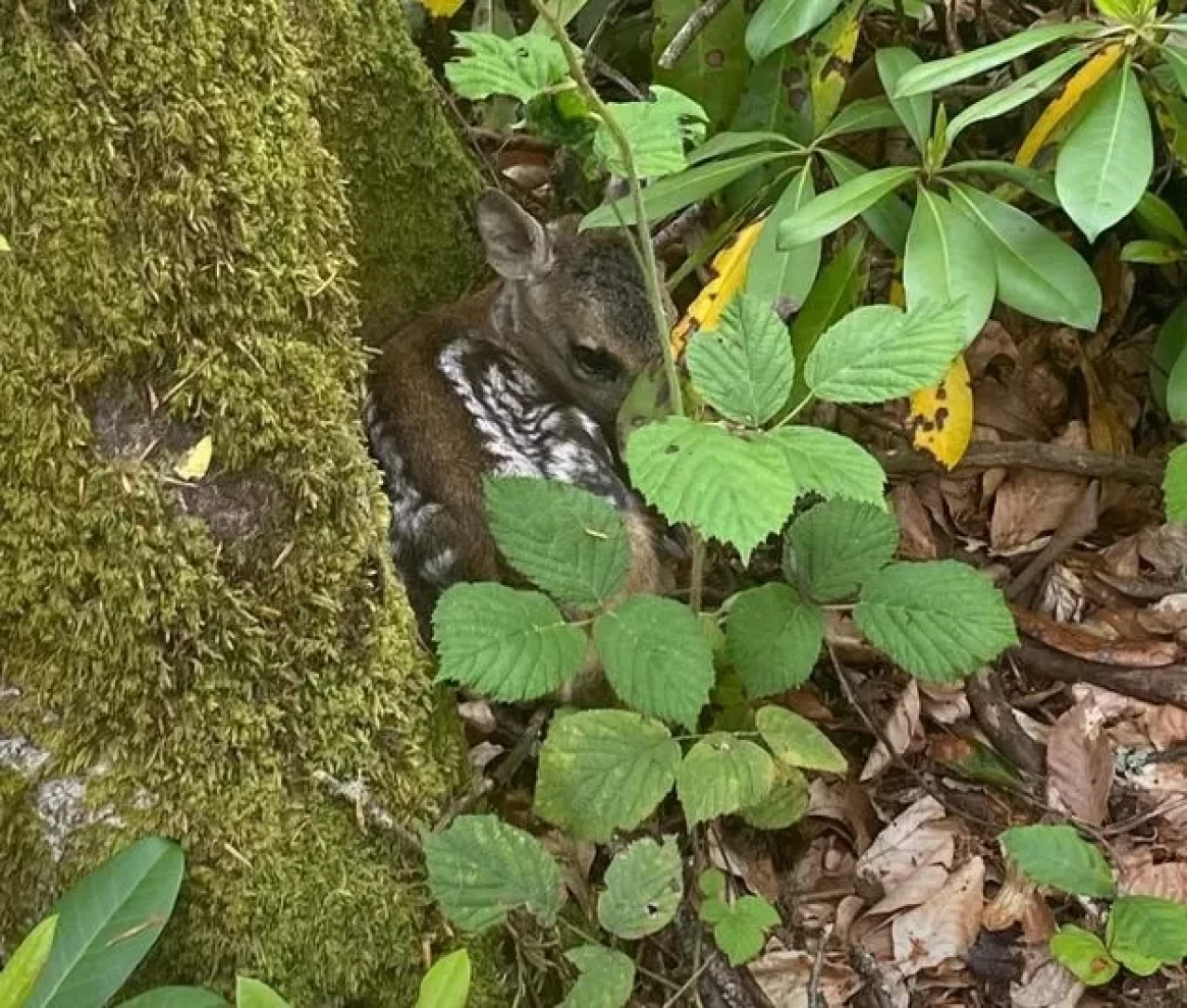 Bartın’da bulunan karaca yavrusu doğaya bırakıldı