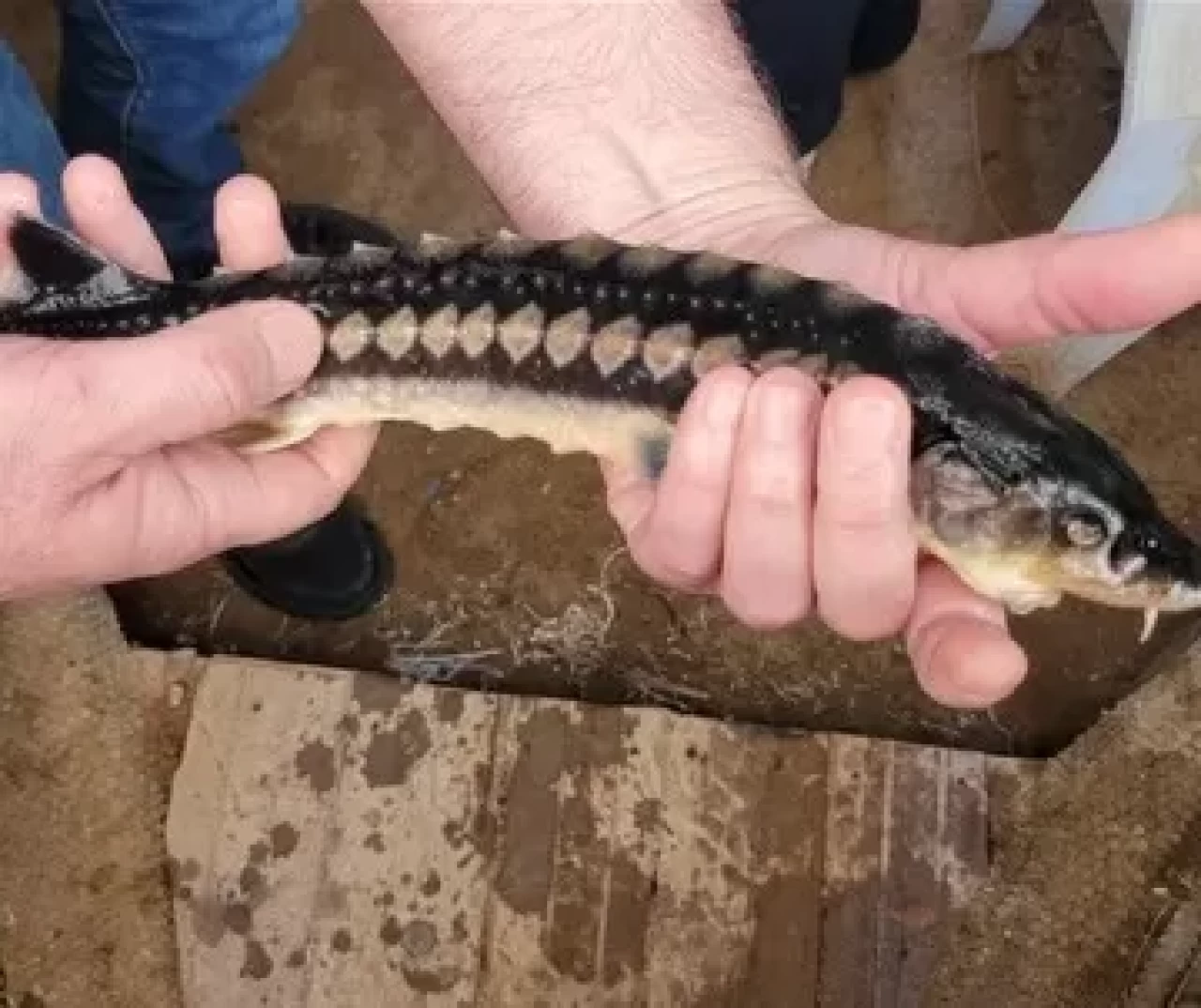 Milas'ta toprak havuzlarda Mersin balığı yetiştiriciliği yapılıyor