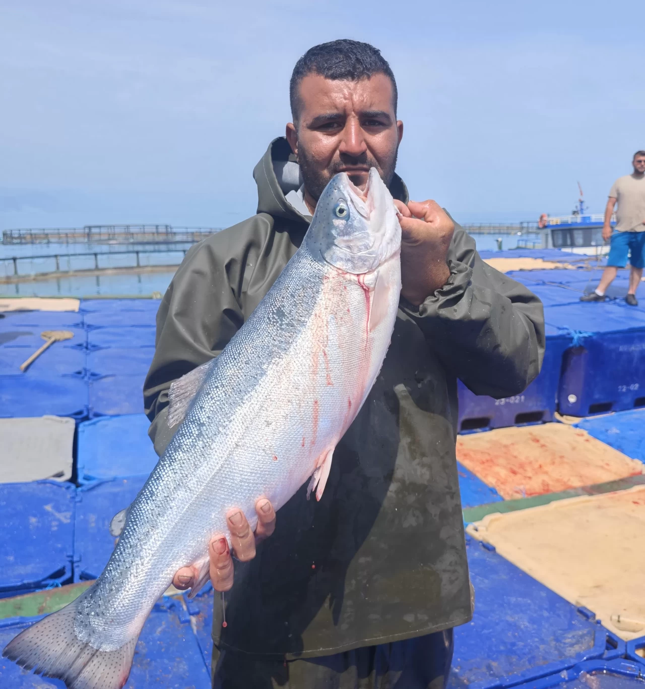 Samsun Yakakent’te Türk somonu hasadı başladı