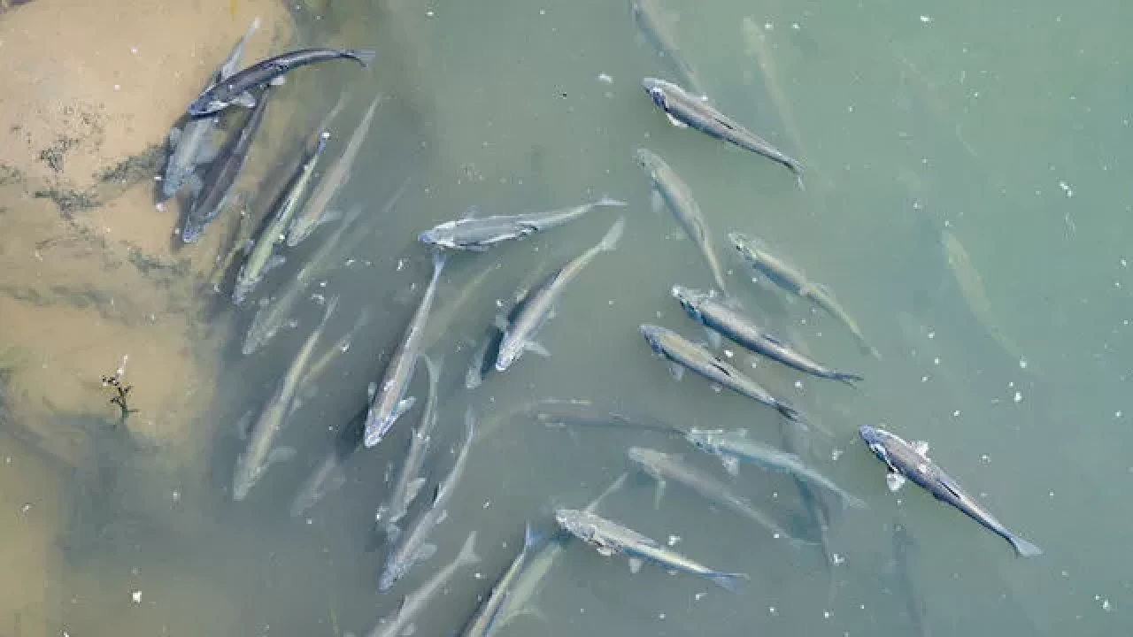 Van Gölü'nde kaçak avlanan 1 ton inci kefali yeniden suya salındı