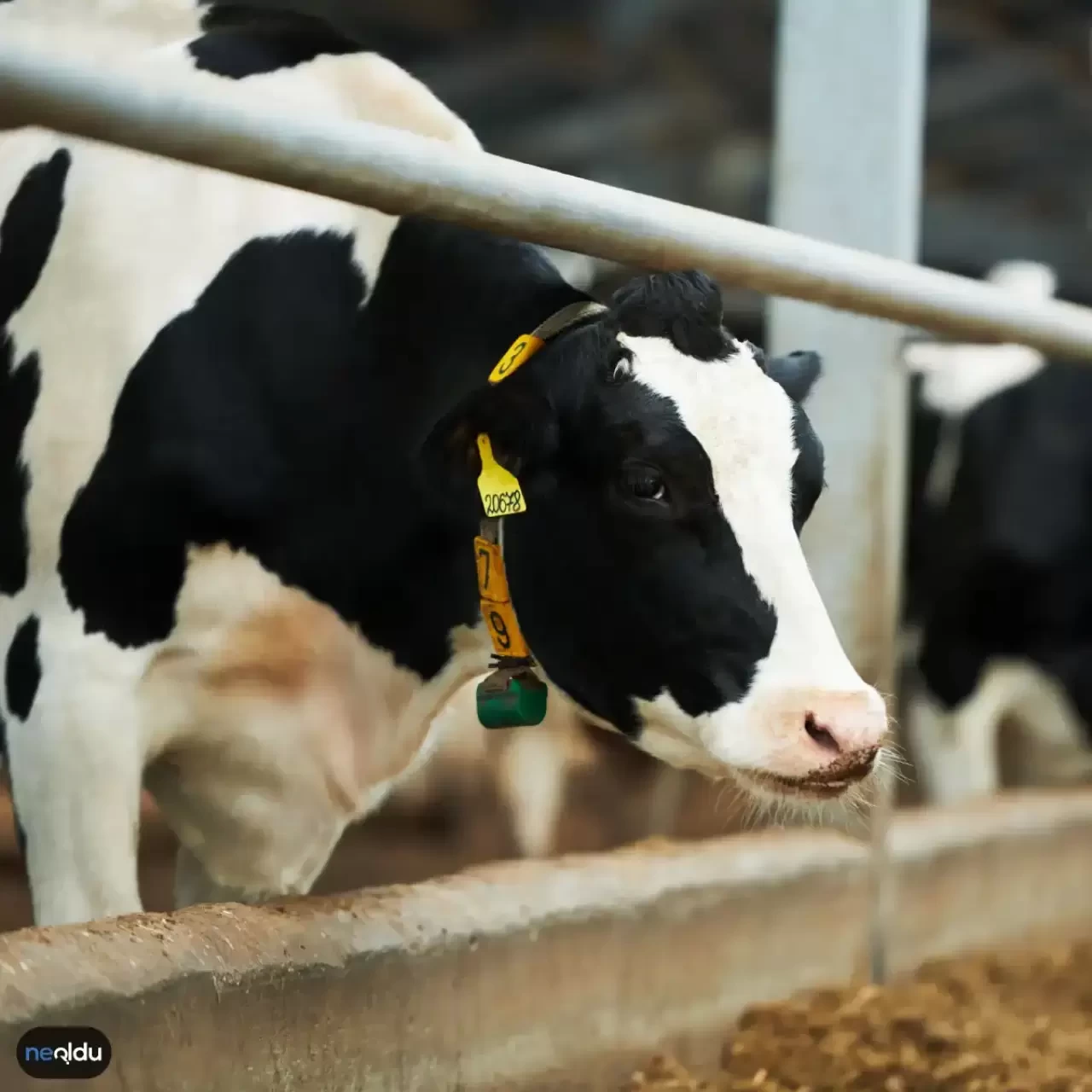 Hakkari'de şap hastalığı: Hayvan hareketleri durduruldu