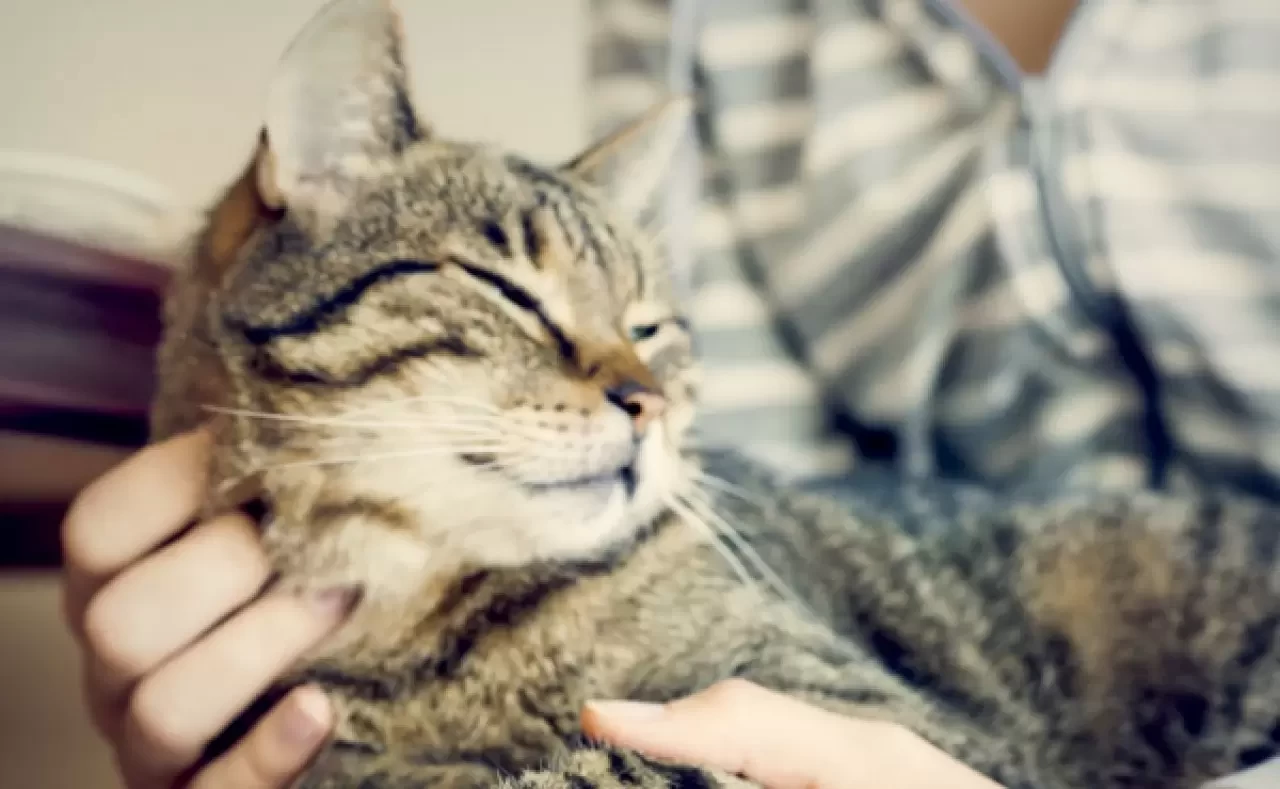 Kediler Neden Mırıldar? Sevgi, İletişim ve Daha Fazlası