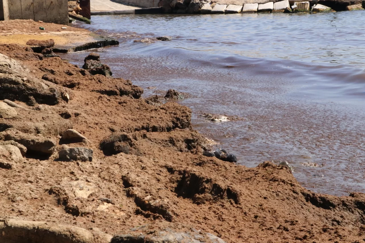 Tekirdağ'da kuvvetli rüzgar nedeniyle sahilin bir kısmına kırmızı yosun birikti