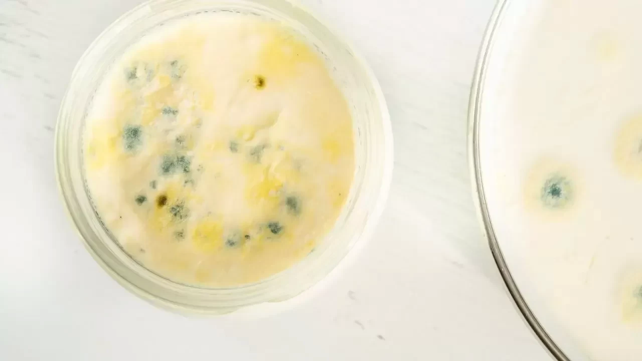 Yoğurt küflenir mi? Küflenmiş yoğurt yenir mi, neden olur?