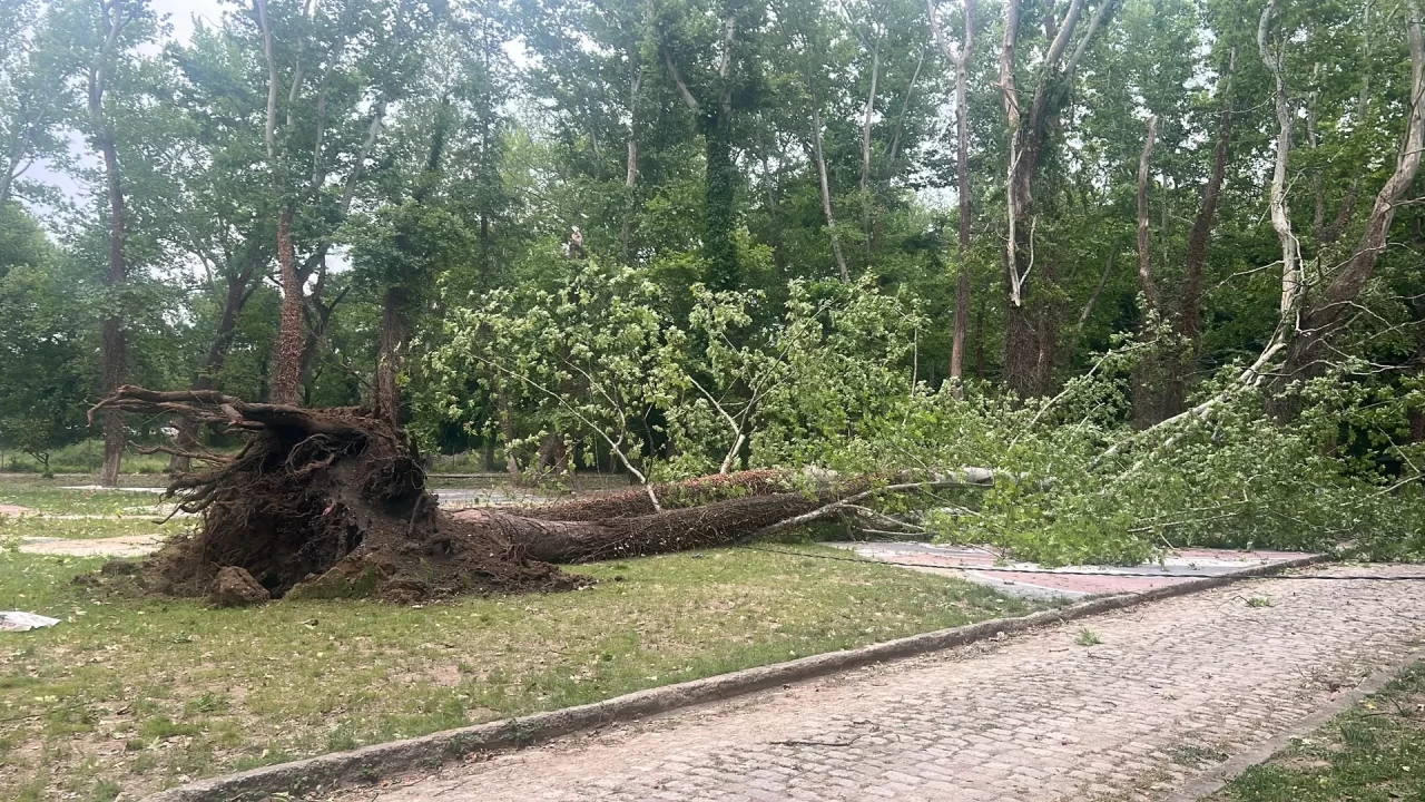 Zonguldak'ta şiddetli rüzgar nedeniyle ağaçlar devrildi