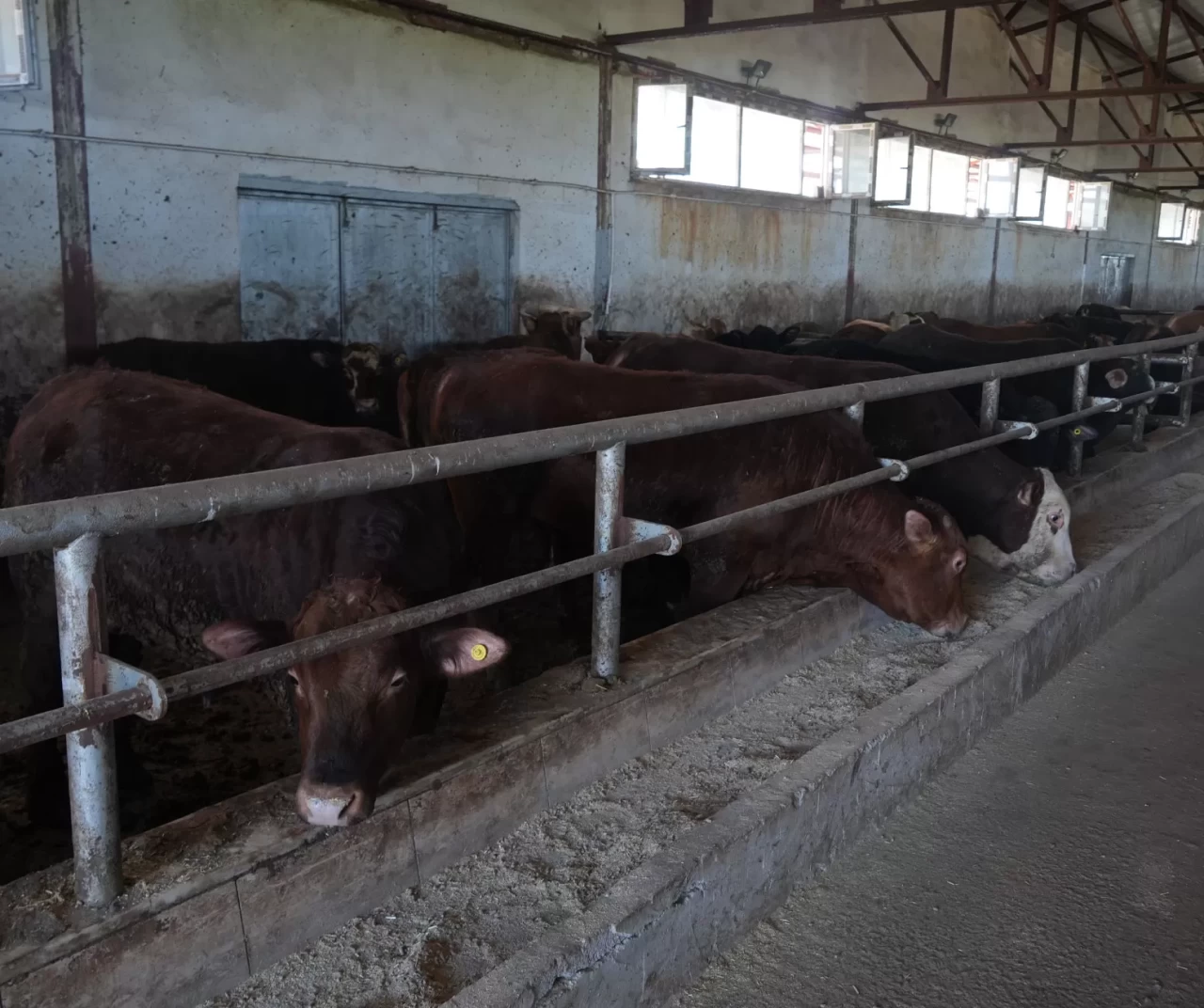 Muş'tan Türkiye'ye kurbanlık çıkarması!