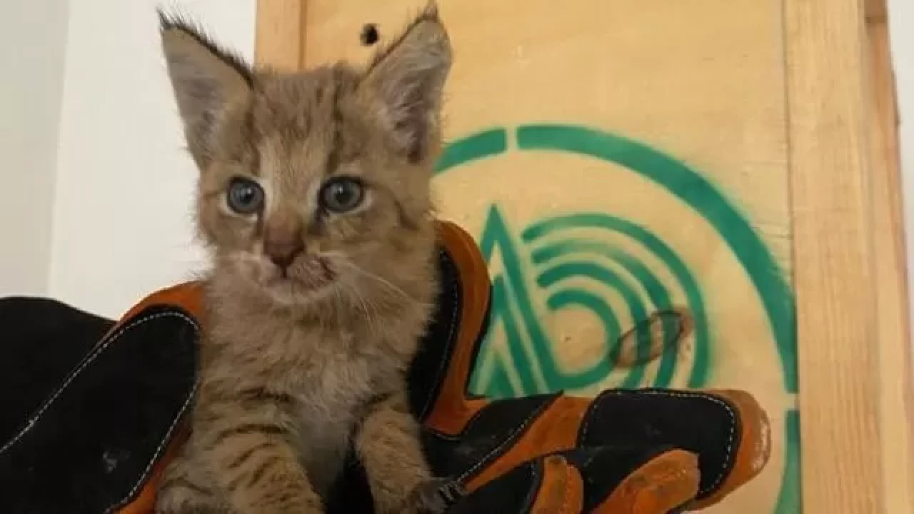 Şırnak’ta askerin bulduğu saz kedisi yavrusu korumaya alındı