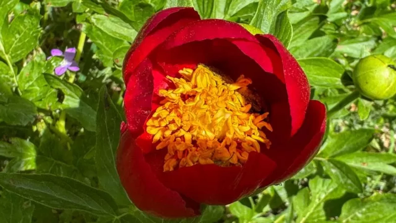 Ender görülen İtecik lalesi çiçek açtı! Koparmanın cezası dudak uçuklattı