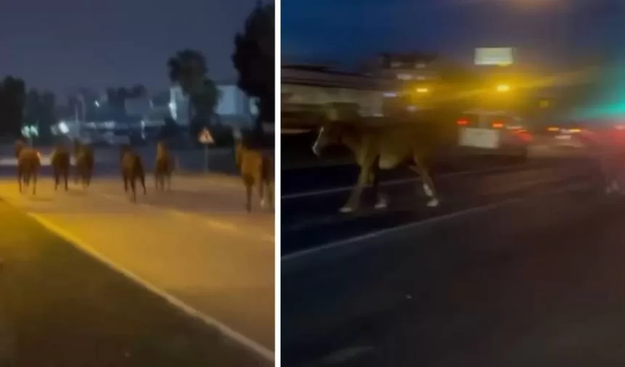 Mersin'de karayoluna çıkan atlar trafiği karıştırdı
