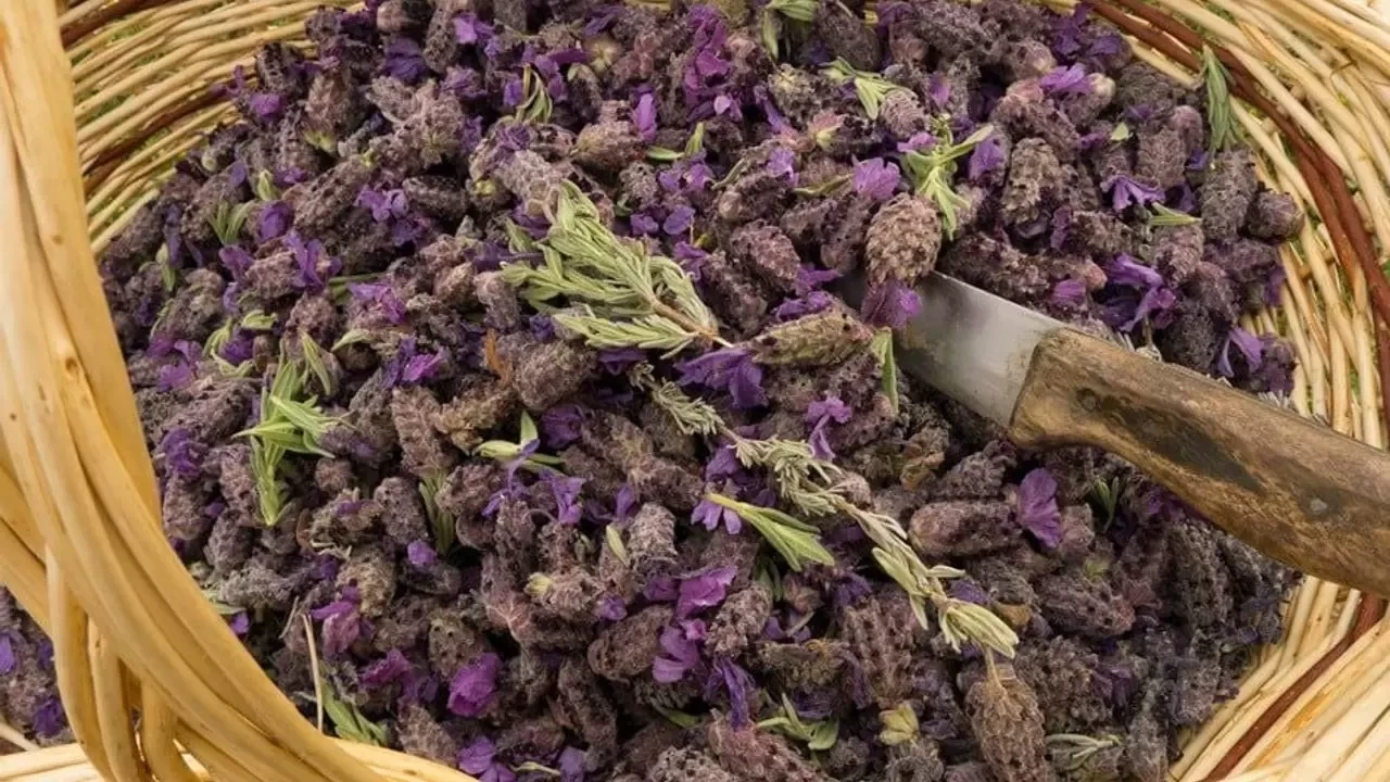 Karabaş Otu Nedir, Ne İşe Yarar? Şifa Kaynağı Karabaş Otunun Faydaları ve Kullanımı