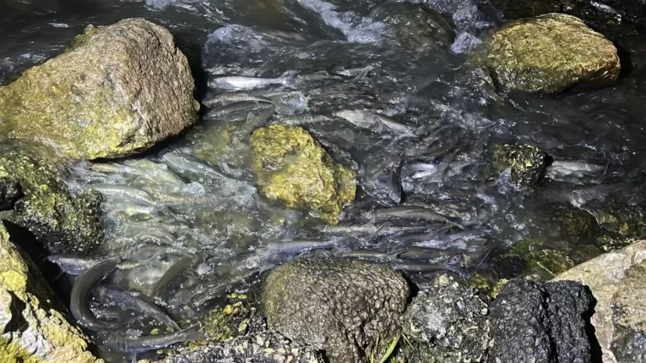 İnci kefallerinin göç yolculuğu başladı