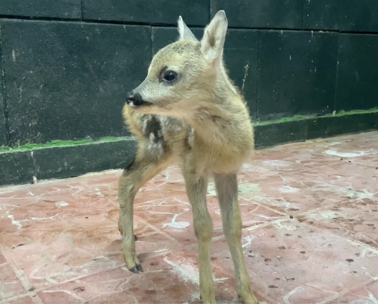 Sinop’ta doğada annesiz ve bitkin bulunan yavru karaca koruma altına alındı