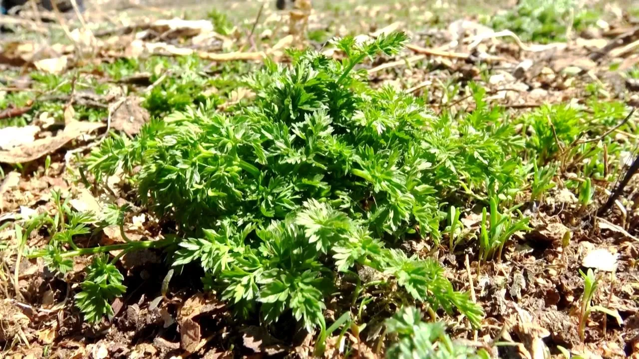 Zehirli bitkiler listesinde! Deli Bat Bat otu nedir, zararları nelerdir?