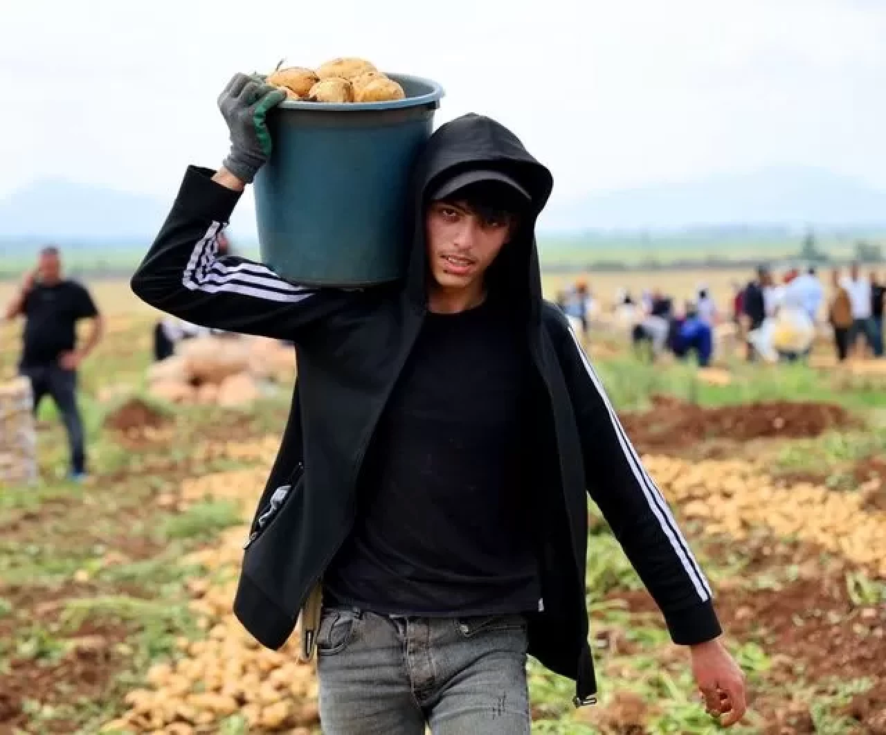 Adana'da erkenci patates hasadı başladı: Verim azaldı, maliyet arttı