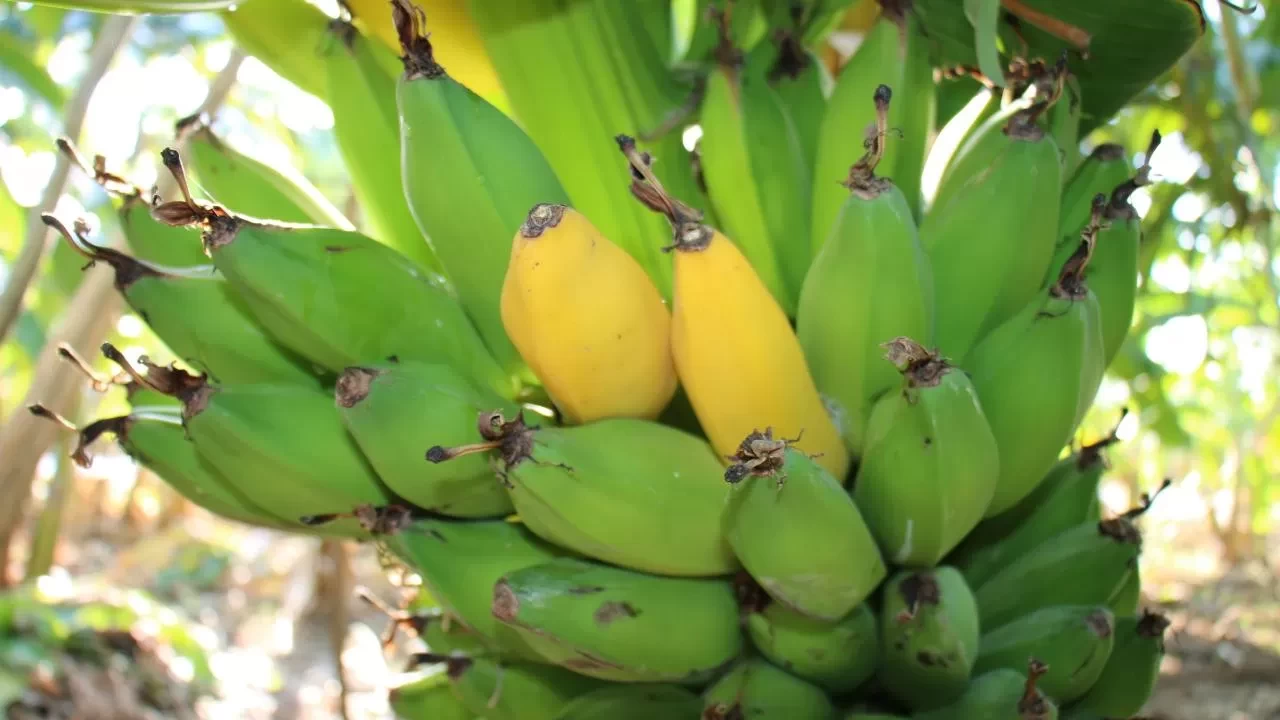 Dünyanın en popüler meyvesi, iklim krizi nedeniyle tehdit altında