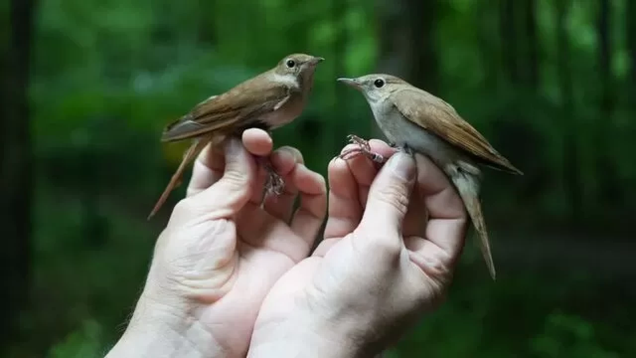 Kuşların göç yolculuğu Ormanya'da halkalama ile takip ediliyor
