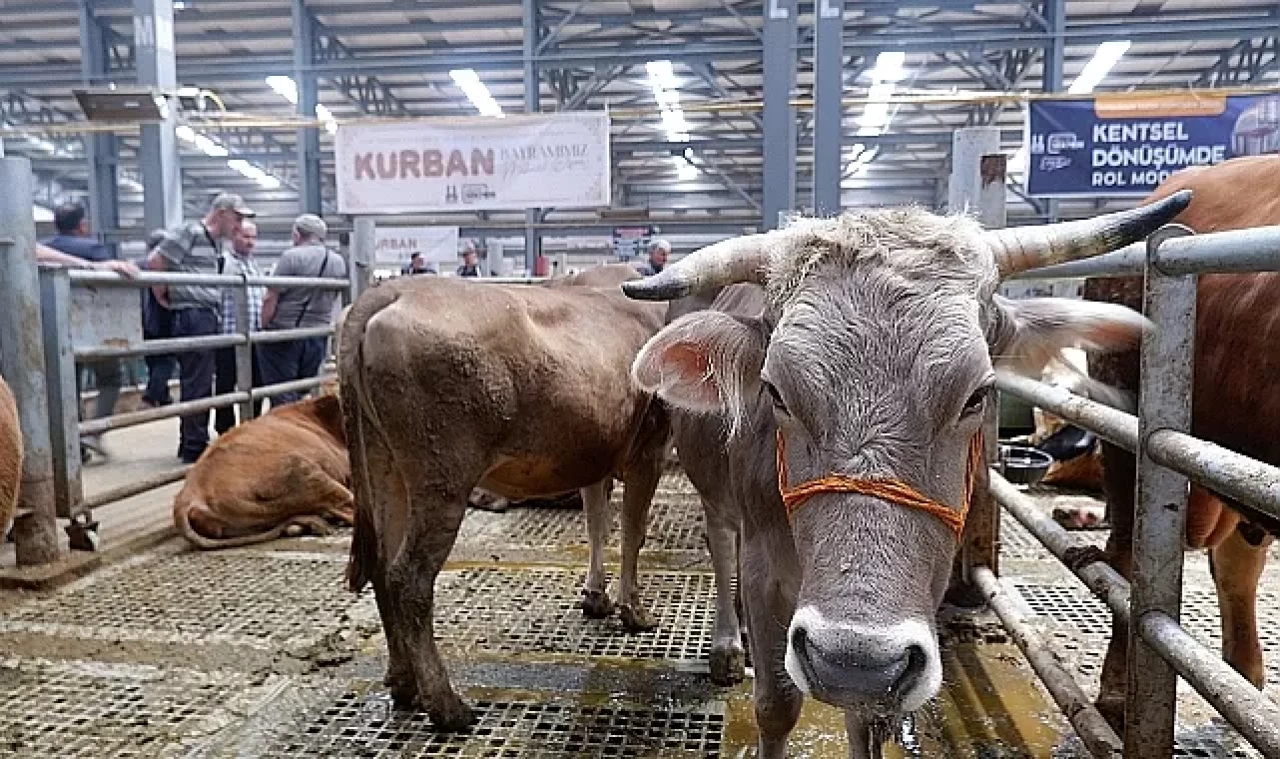 Tokat'ta tedbir amaçlı hayvan pazarları kapatıldı