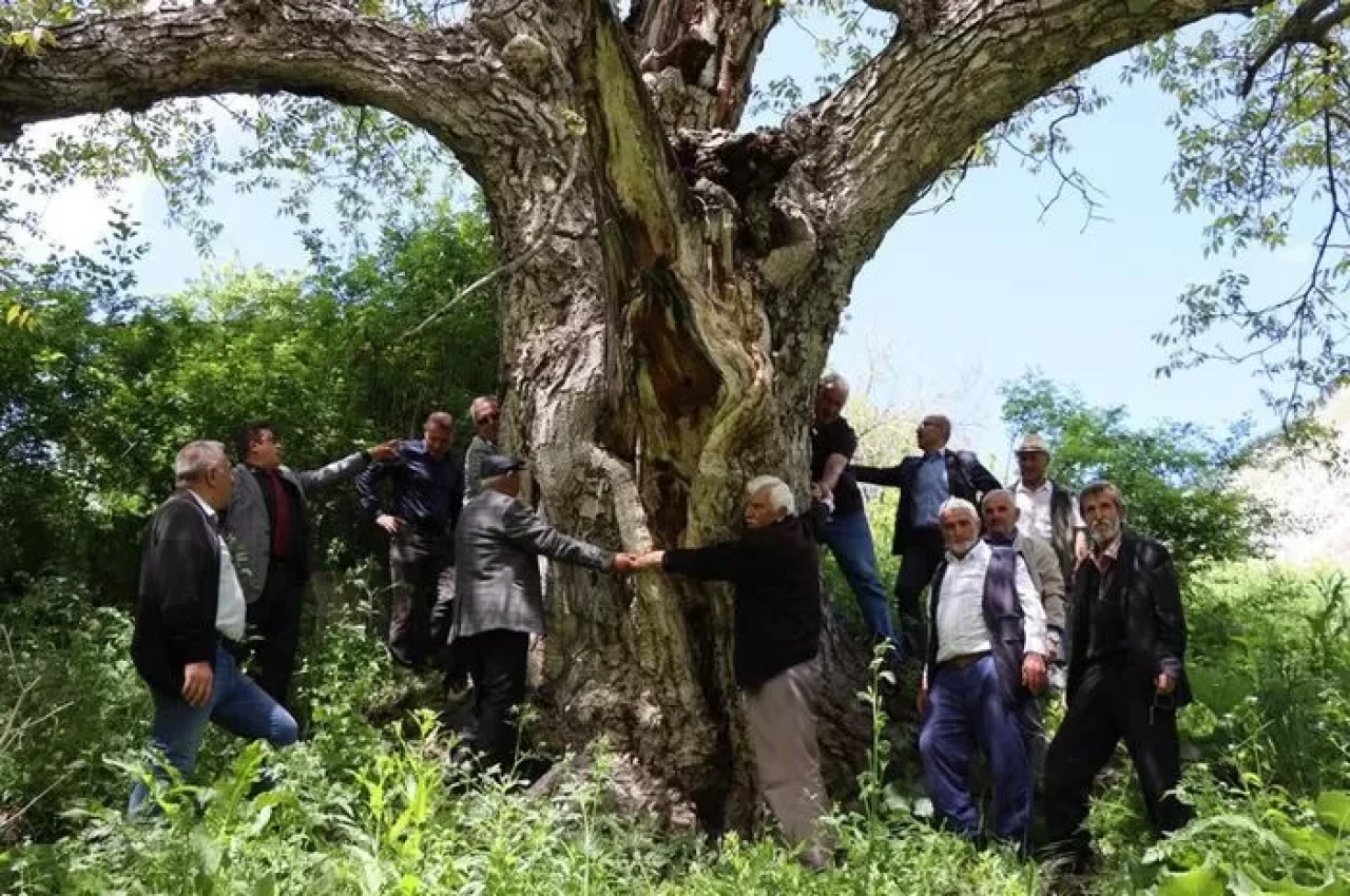 Erzurum'da 350 yıllık ceviz ağacı hala meyve vererek şaşırtıyor