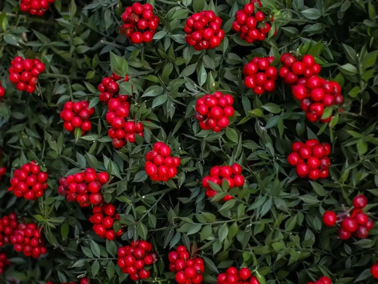 Yılbaşı Çiçeği Nasıl Bakılır? Dikkat Edilmesi Gereken Püf Noktalar
