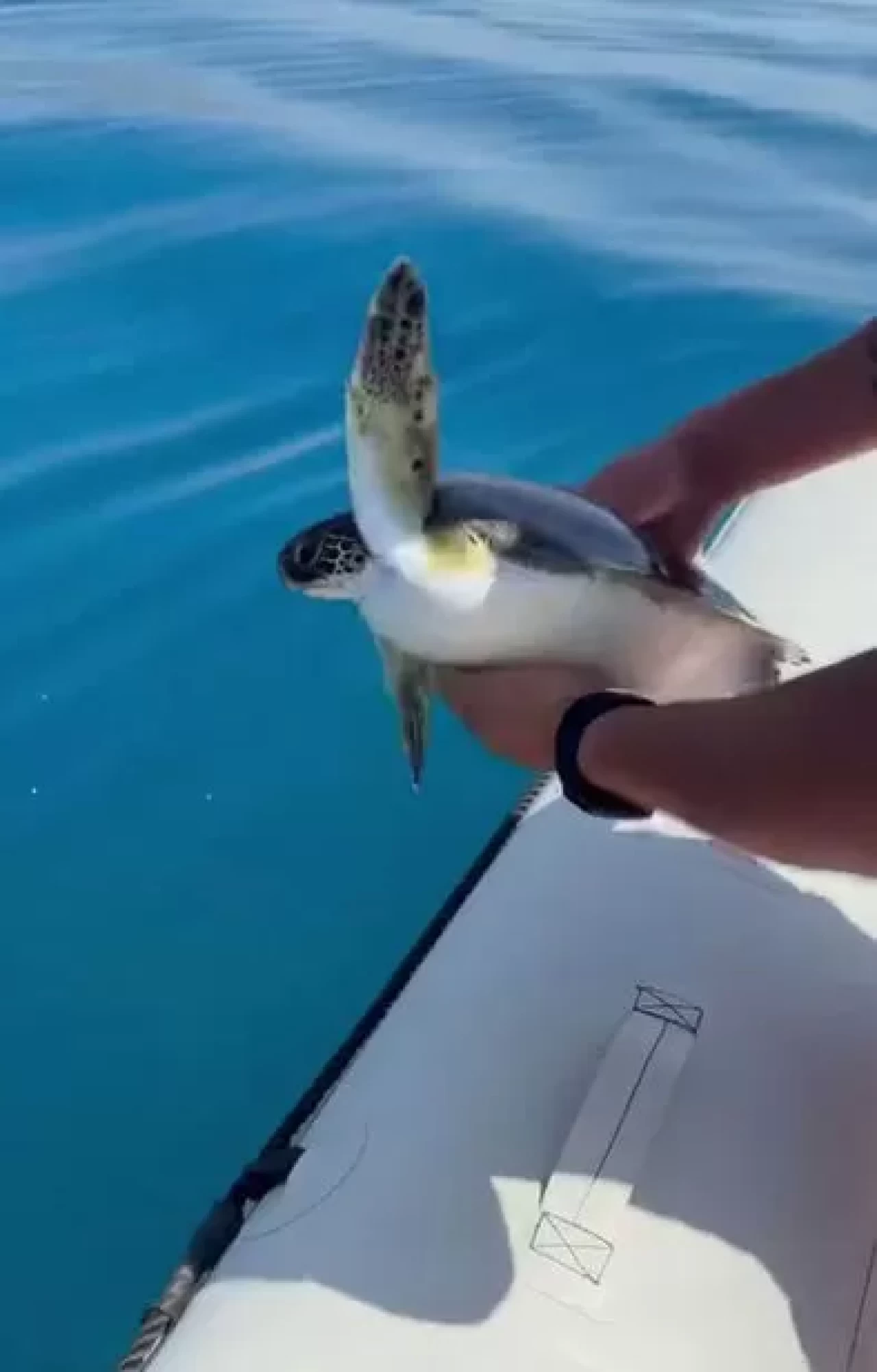 Çuval ve misinaya dolanan yavru kaplumbağayı balıkçılar kurtardı