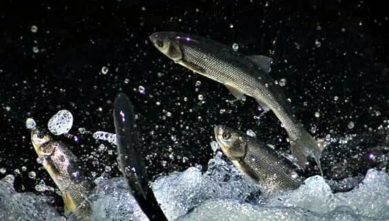 Tersine yüzerek göç ediyorlar! İnci kefallerinin muhteşem yolculuğu başladı