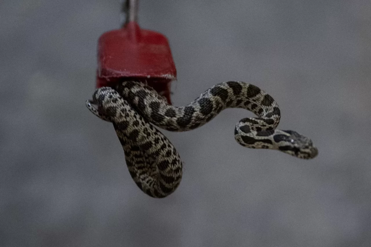 Ankara'da apartman bodrumunda yılan yakalandı! Doğal ortamına bırakıldı