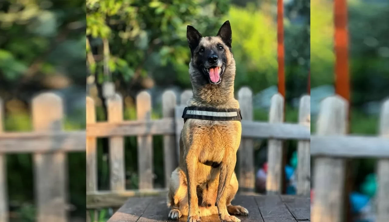 Kahraman köpek 'Bob' öldü