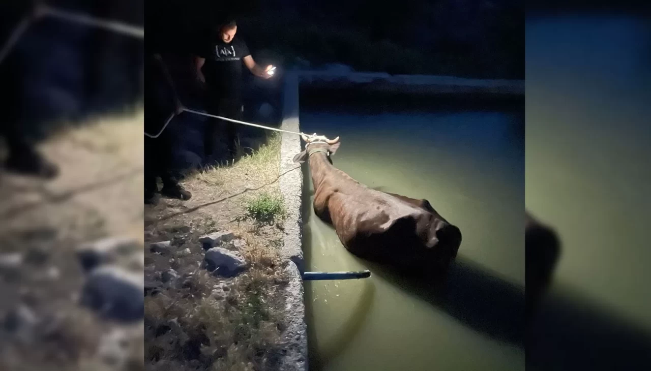 Adıyaman’da havuza düşen inek kurtarıldı