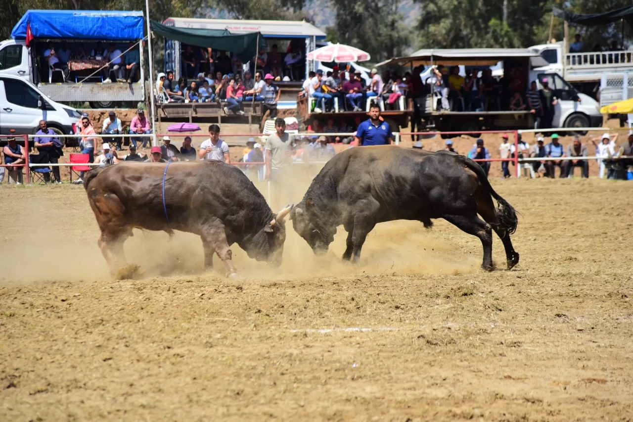 Aydın'da Geleneksel Boğa Güreşleri için geri sayım başladı!